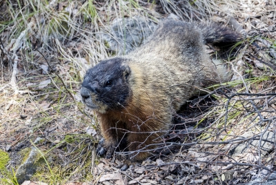 Yellow Bellied Marmots GTNP May 2025